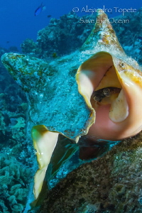 Caracol Rosa, Cozumel Mexico by Alejandro Topete 